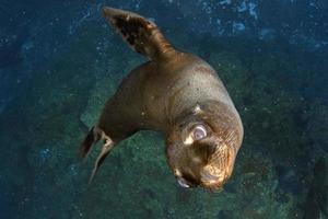 cachorro león marino bajo el agua mirándote foto