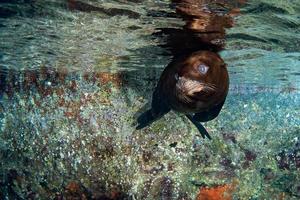 sea lion seal underwater while diving galapagos photo