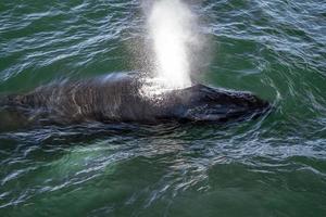 humpback whale in cape cod whale watching while blowing photo