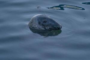 grey seal in provincetown cape cod Massachussetts photo