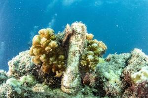 Coral farm repopulation conservation growing factory underwater in Cortez Sea photo