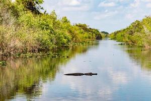 Florida Alligator in everglades close up portrait photo