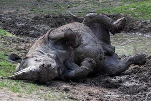 african white rhino portrait while relaxing photo