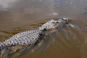 Florida Alligator in everglades close up portrait photo