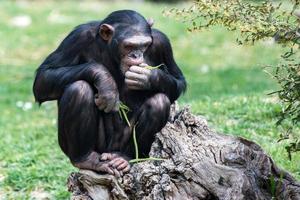 Ape chimpanzee monkey while resting photo