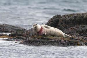 Suffering Harbor seal trapped in fishing net asking for help photo