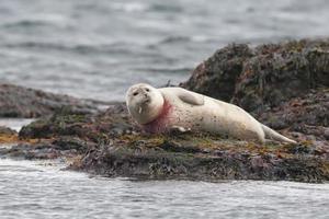 Harbor seal trapped in fisherman net photo