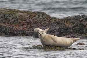 una foca mientras se relaja en una roca foto