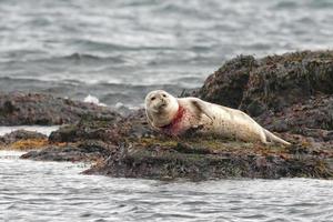 Suffering Harbor seal trapped in fishing net asking for help photo