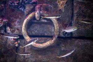 stone pier underwater with iron ring photo