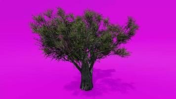 animação de árvore - oliveira africana - olea europaea subsp. cuspidata d - tela verde rosa chroma key video