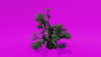 boom animatie - Afrikaanse baobab - adansonia digitata c - roze groen scherm chroma sleutel video