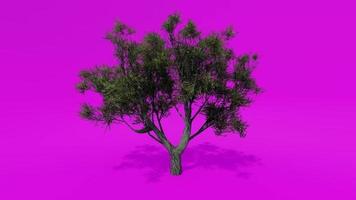 Tree Animation - African Olive - Olea Europaea Subsp. Cuspidata C - Pink Green Screen Chroma key video