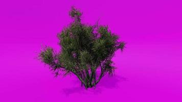 Tree Animation - African Olive - Olea Europaea Subsp. Cuspidata F - Pink Green Screen Chroma key video