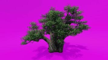 boom animatie - Afrikaanse baobab - adansonia digitata - roze groen scherm chroma sleutel video