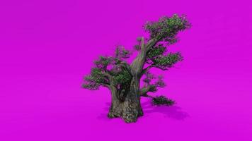 Tree Animation - African Baobab - Adansonia Digitata B - Pink Green Screen Chroma key video