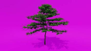 Tree Animation - Almond Tree - Prunus amygdalus - Prunus dulcis E - Pink Green Screen Chroma key