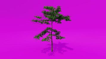 träd animering - mandel träd - prunus amygdalus - prunus dulcis d - rosa grön skärm krom nyckel video