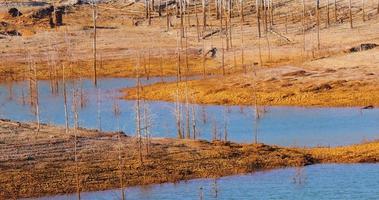 Basso livelli di acqua nel il serbatoio. asciutto clima. carenza di acqua. morto alberi. clima modificare e globale riscaldamento. Là è no pianeta b. urgente azione per Salva il mondo. ambiente. video