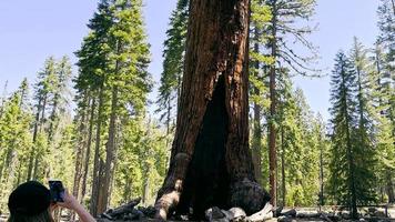 A tourist takes a photo of a sequoia tree in California National Park with his phone. The biggest trees in the world. video