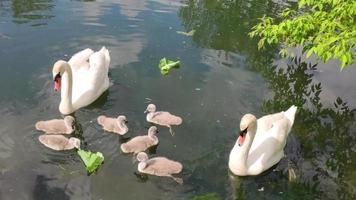 Two white swans and six chicks swim in the city pond. Little grey cubs with white parents float in the river. Family of swans swims on the lake in summer. Adult and young swans swim on the water video
