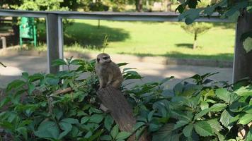 un meerkat hace guardia en medio de la vegetación en busca de depredadores en un día soleado. pequeño animal gris de pie sobre un tronco de madera y mira alrededor en el zoológico. suricata mirando pájaros en un tocón de árbol video