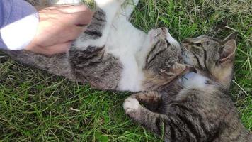 Girl is stroking a two beautiful playful fluffy spotted cats. Female hands caresses adult white gray pets. Two cats lie on the grass on the street of a on a sunny summer day video