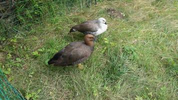 deux canards sauvages se tiennent sur l'herbe au milieu de la prairie le jour d'été. le canard colvert se tient sur une patte et l'autre caché dans le zoo. oiseau au corps entier. fond de la faune. pas de personnes et espace de copie. vidéo 4k video