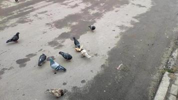 montones de palomas grises de la ciudad y cornejas o cuervos comiendo rebanadas de pan. gran número de pájaros comunes de la ciudad alimentándose de migas de pan en la calle. palomas salvajes y cuervos picotean migas de pan rancias sobre el asfalto. video