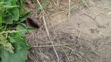 una gran oruga marrón negra que se arrastra por el suelo para esconderse entre las hojas de plátano. video