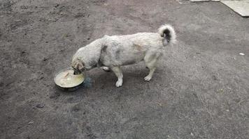 Homeless female grey dog eating food from bowl. Little street dog eats soup outside. Hungry abandoned animal laps up the pottage outdoor. video