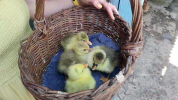 A girl in a yellow dress holds a basket with small newly hatched geese in her hands. Cute goslings quack in a wicker basket. Four young birds close up outdoors.