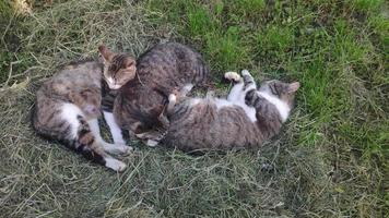 tre ferino gatti dormire su il terra su un' luminosa soleggiato giorno. vicino su video di un' vagante gatto riposo nel il erba. gruppo d'alberi con nidi di corvi per gatti fatto di asciutto fieno con parecchi addormentato animali.