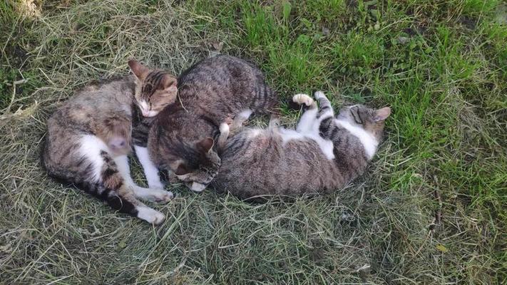 Three feral cats sleep on the ground on a bright sunny day. Close up video of a stray cat resting in the grass. Rookery for cats made of dry hay with several sleeping animals. 17369924 Stock Video at Vecteezy Three feral cats sleep on the ground on a bright sunny day. Close up video of a stray cat resting in the grass. Rookery for cats made of dry hay with several sleeping animals. 17369924 Stock Video at Vecteezy