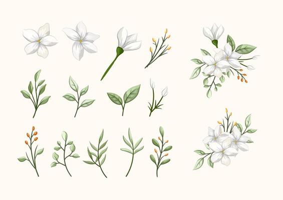 Jasmine Flower Vector Art, Icons, and Graphics for Free Download