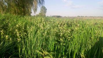 Blooming nettles in the middle of the grass sway in the wind on a sunny summer day in middle of a field. Plant nettle with fluffy green leaves and white flowers grows in the ground - medical concept. video