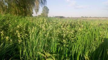 urtigas florescendo no meio da grama balançam ao vento em um dia ensolarado de verão no meio de um campo. planta urtiga com folhas verdes fofas e flores brancas cresce no chão - conceito médico. video