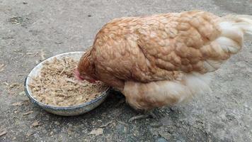 le poulet brun mange des céréales et des aliments composés cuits dans un bol d'une ferme en plein air. poulet dans une ferme biologique. volaille domestique picorant des aliments biologiques. video