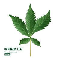 Marijuana Leaf Vector. Green Hemp Cannabis Sativa or Cannabis Indica Marijuana Leaf Isolated On White Background. Medical Plant Illustration vector