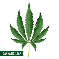 Marijuana Leaf Vector. Green Hemp Cannabis Sativa or Cannabis Indica Marijuana Leaf Isolated On White Background. Medical Plant Illustration