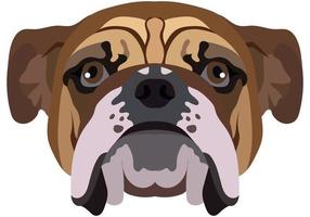Bulldog face. Vector portrait of a dog head isolated on white background.