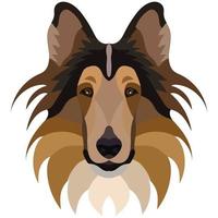 Collie face. Vector portrait of a dog head isolated on white background.