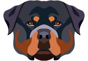 Rottweiler face. Vector portrait of a dog head isolated on white background.
