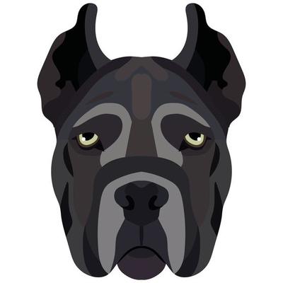 Cane Corso face. Vector portrait of a dog head isolated on white background.