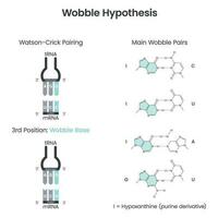 Wobble Base Pair Hypothesis scientific vector illustration diagram