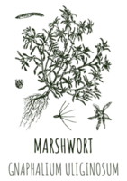 dessins de marshwort. illustration dessinée à la main. nom latin gnaphalium uliginosum.