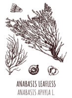 Drawings of ANABASIS LEAFLESS. Hand drawn illustration. Latin name ANABASIS APHYLA L. png