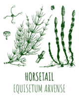 Drawings of HORSETAIL. Hand drawn illustration. Latin name Equisetum arvense. png