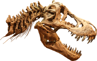 esqueleto do crânio do tiranossauro rex png