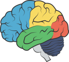 anatomia del cerebro png